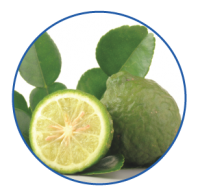 Fontana Flavors Lime